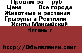 Продам за 50 руб. › Цена ­ 50 - Все города Животные и растения » Грызуны и Рептилии   . Ханты-Мансийский,Нягань г.